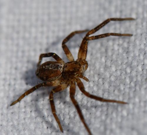 Réf. 276 395 : Philodromus sp.